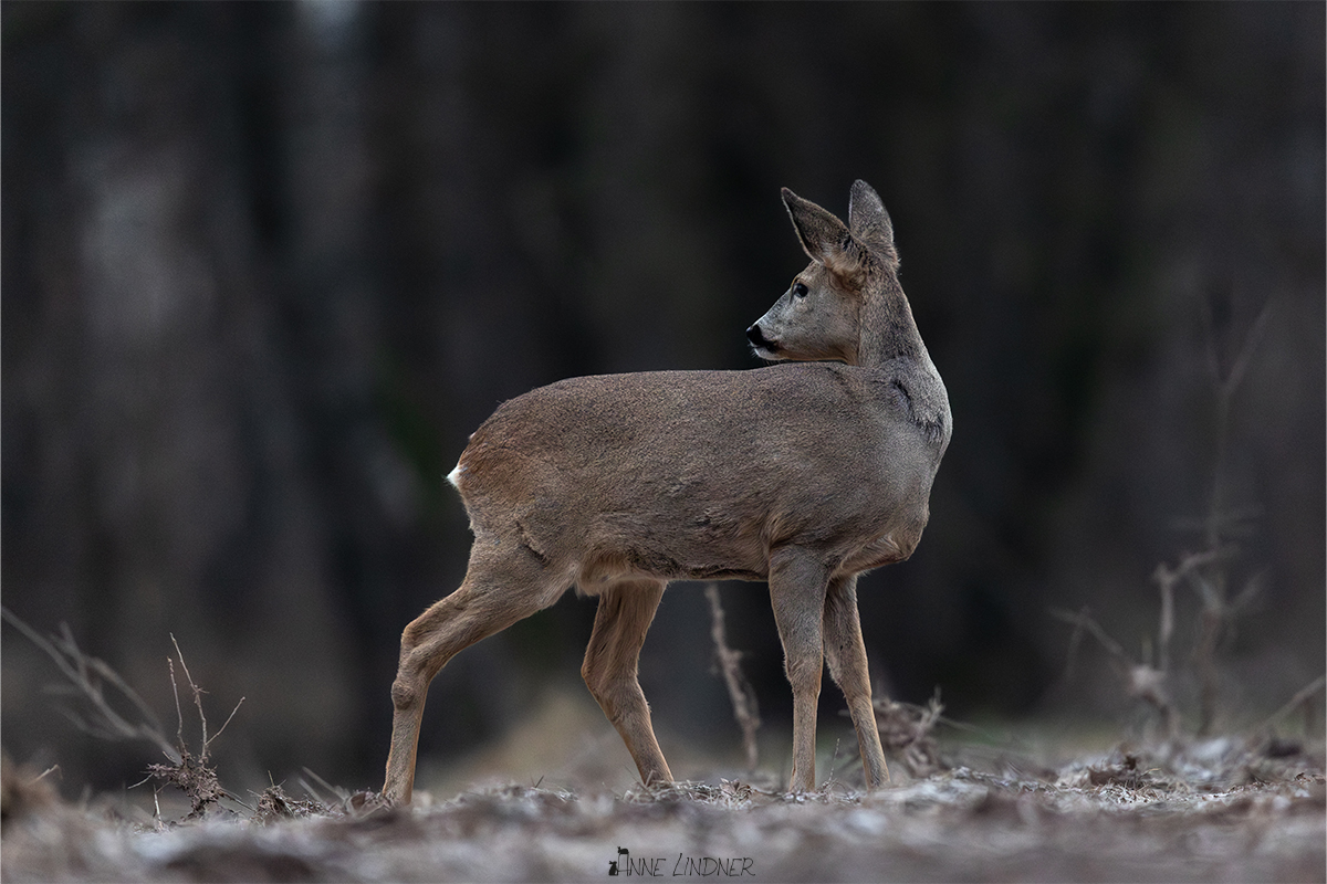 Reh an einem frostigen Wintermorgen.