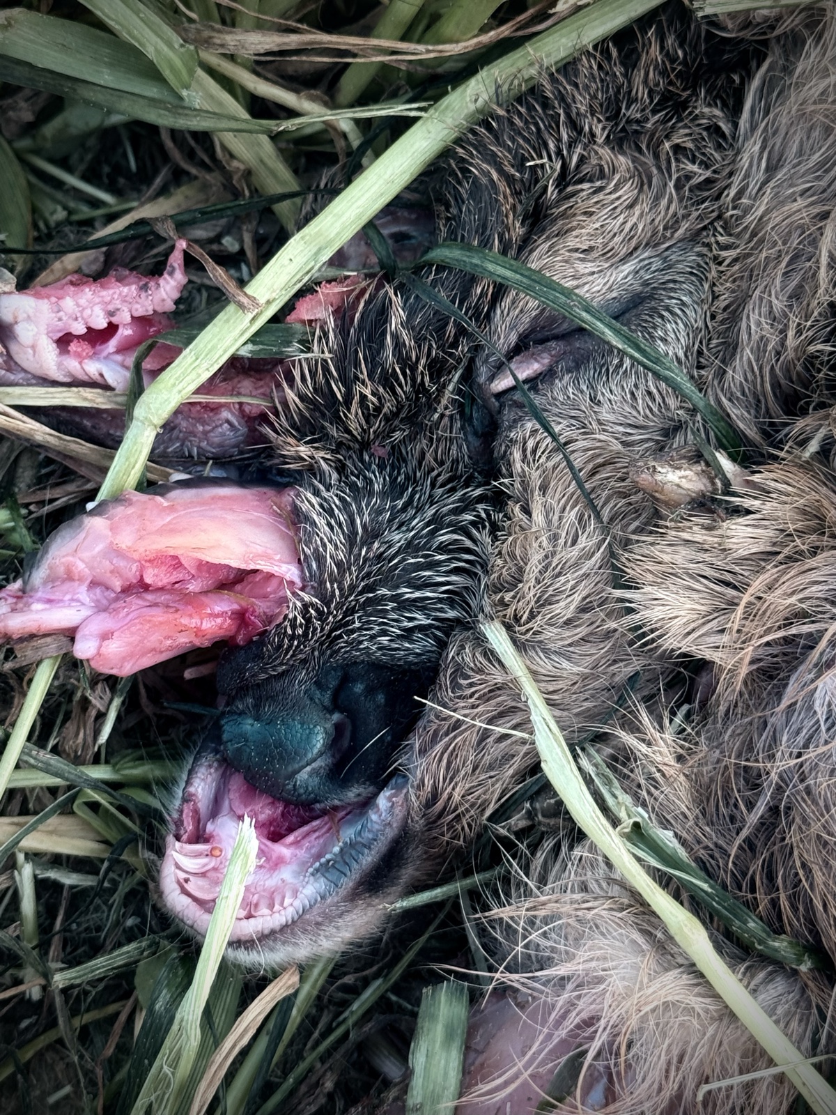 T&ouml;dlich verletztes Rehkitz nach Mahd, zweite Aufnahme