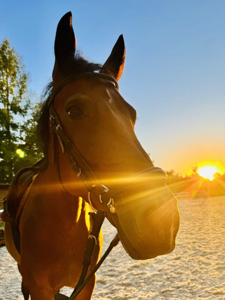 Amicelli mit Trense in der Abendsonne auf dem Reitplatz